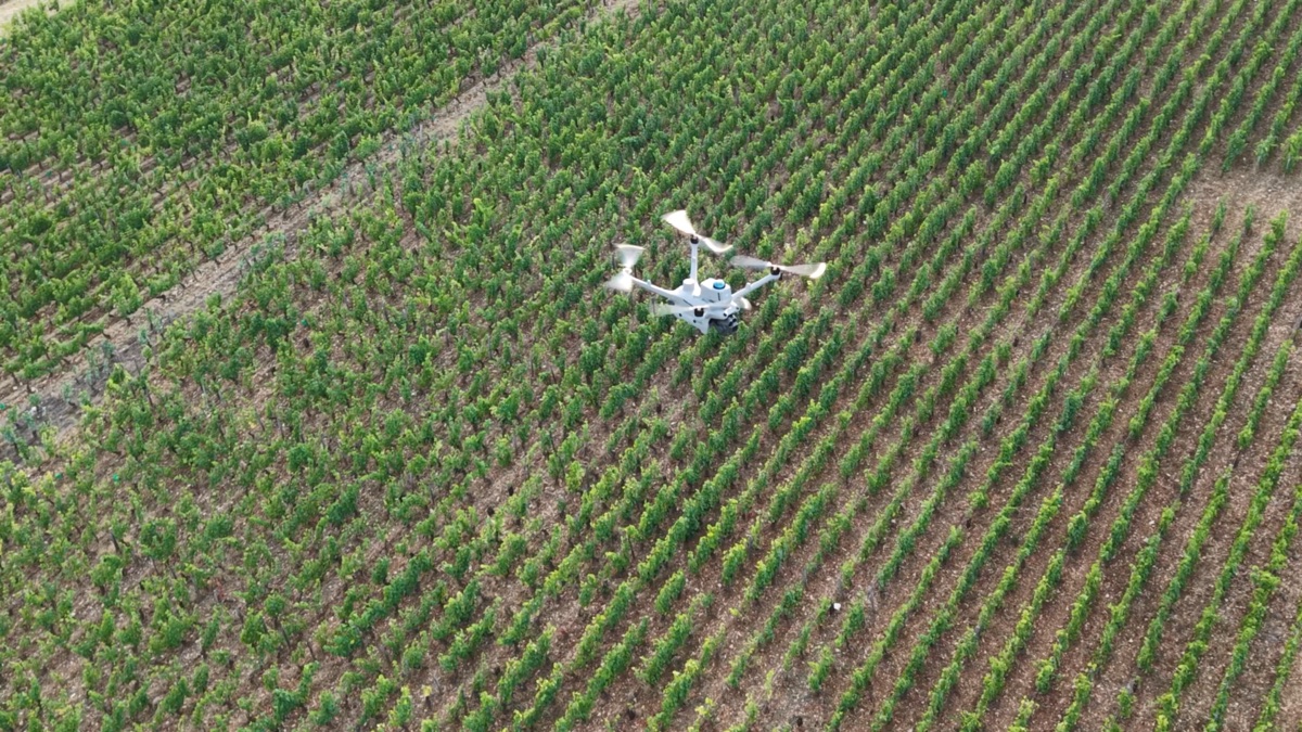 Dron nad rzędami winorośli podczas lotu dokumentacyjnego.